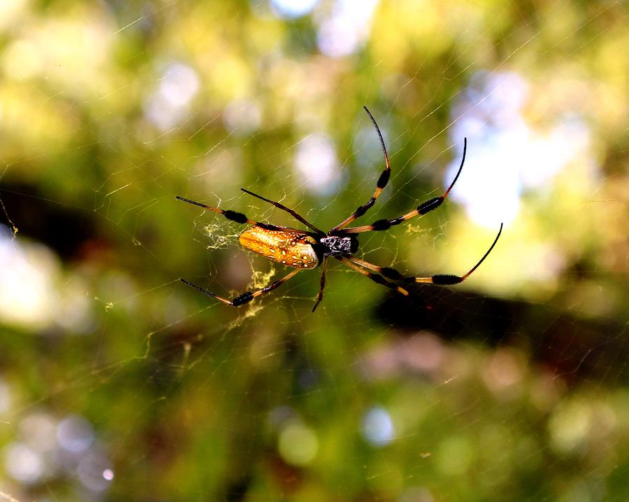 Insects Photograph - The Golden Arachnid by Brandy Nicole Stenstrom