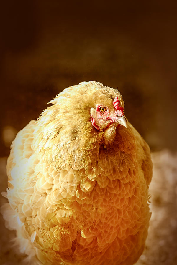 Chicken Photograph - The Golden Chicken by Caitlyn  Grasso