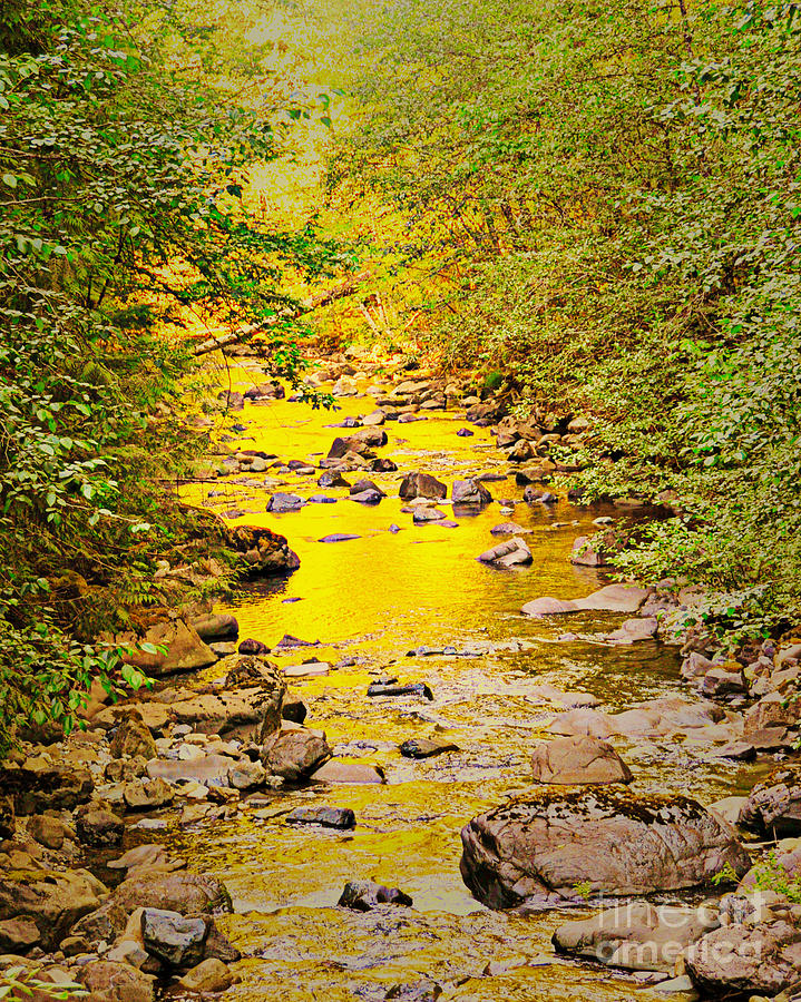 The Golden Creek  Photograph by Mindy Bench