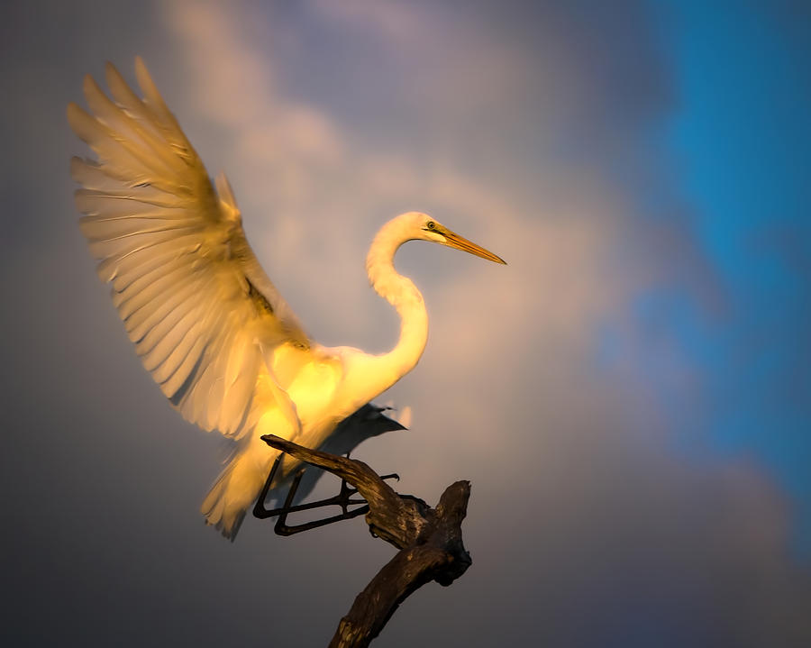 The Golden Egret Photograph by Mark Andrew Thomas