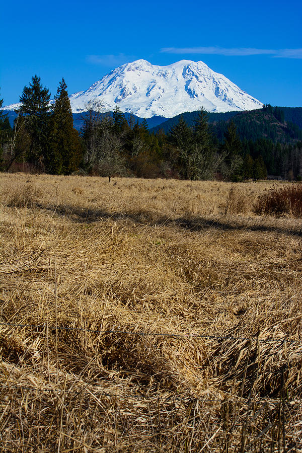 The Golden Fields of Mount Rainier Photograph by Tikvahs Hope