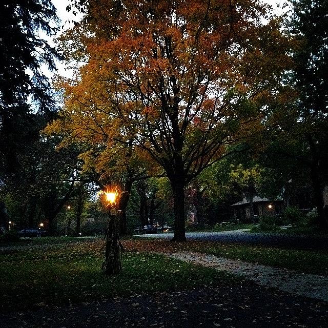 Tree Photograph - Illuminating Autumn by Frank J Casella