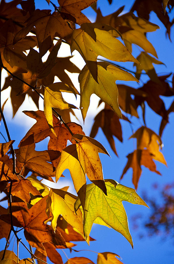 Fall Photograph - The Golden Hues of Autumn  by Saija Lehtonen