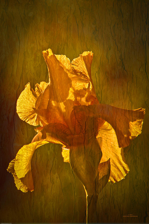 The Golden Iris Photograph by Randall Branham