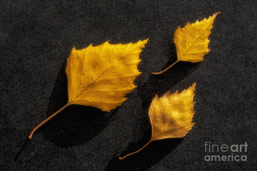 Fall Photograph - The Golden leaves by Veikko Suikkanen