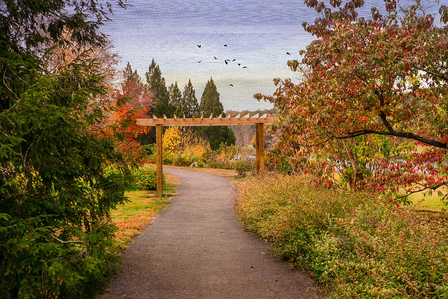 The Golden Path Photograph by Mary Timman