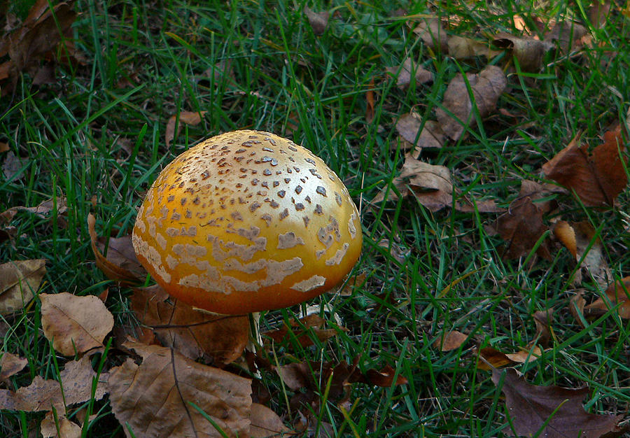 The Golden Shroom Photograph by Thomas Michael Conner