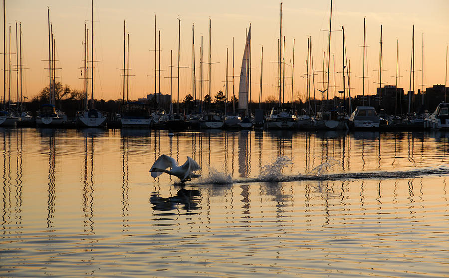 Takeoff Photograph - The Golden Takeoff - Swan Sunset and Yachts at a Marina in Toronto Canada by Georgia Mizuleva
