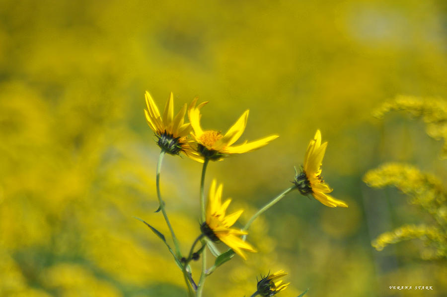 The Golden Wildflowers Photograph by Verana Stark