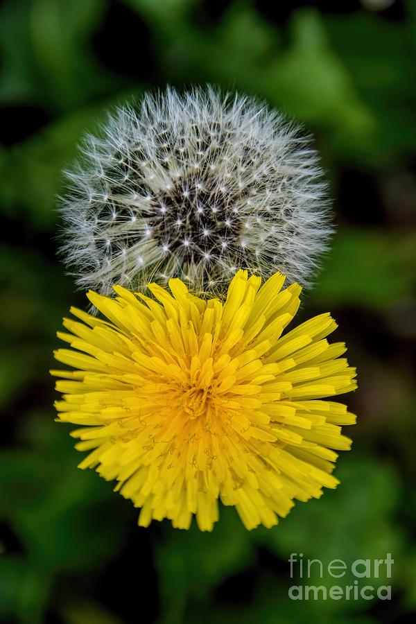 The Golden Years - Dandelion Photograph by Henry Kowalski
