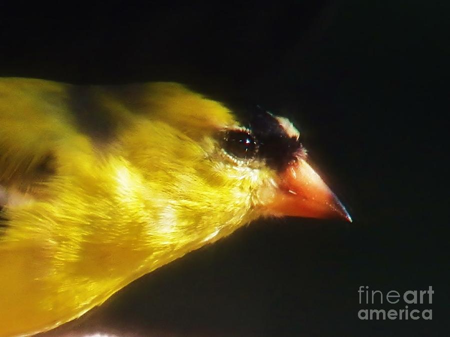 Finch Photograph - The Goldfinch by Judy Via-Wolff