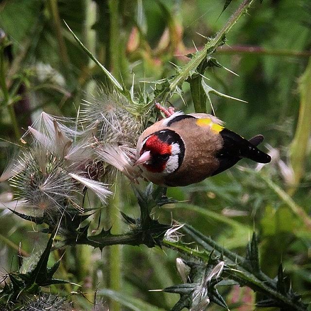 Finch Photograph - The #goldfinches Are Enjoying The by Miss Wilkinson