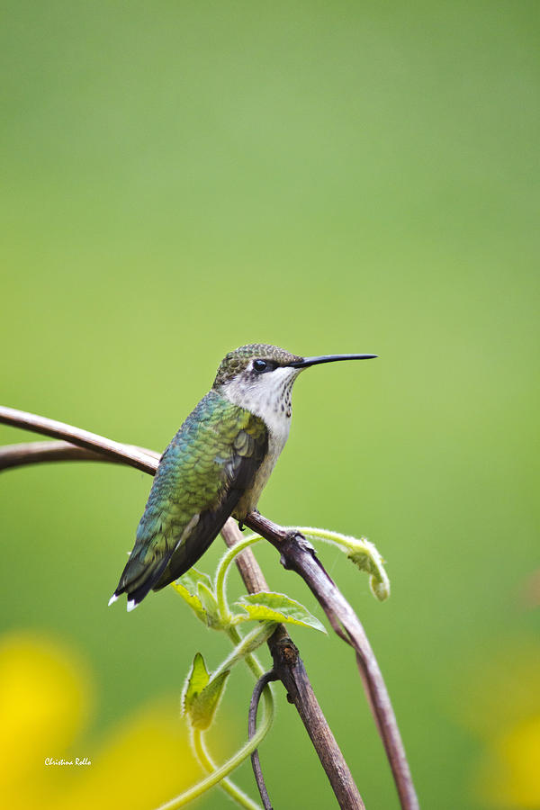 Little Green Hummingbird Photograph by Christina Rollo