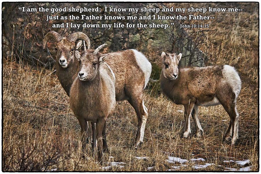 Rocky Mountain National Park Photograph - The Good Shepherds Sheep by Priscilla Burgers
