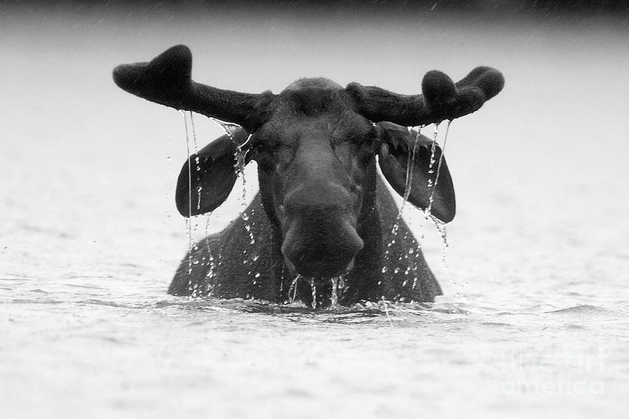 The Goofy Moose Photograph by Jane Axman