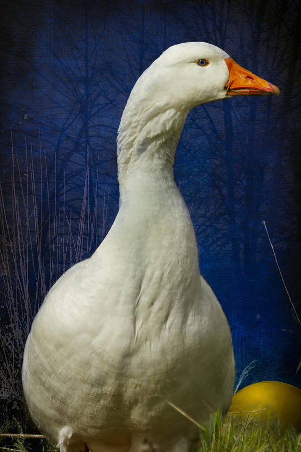Goose Photograph - The Goose that Laid the Golden Egg by Belinda Greb