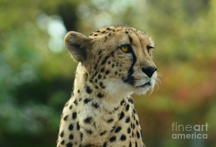 The Gorgeous Cheetah Photograph by Elaine Manley