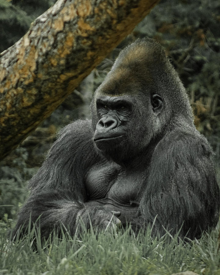Animal Digital Art - The Gorilla 3 by Ernest Echols