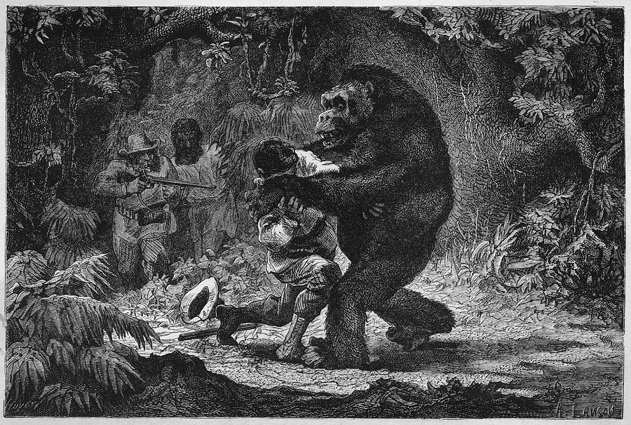 The Gorilla Does Not Go Out Of Its Way Drawing by Mary Evans Picture ...