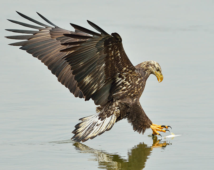 Eagle Photograph - The Grab -- A Young Eagle Hunting by William Jobes