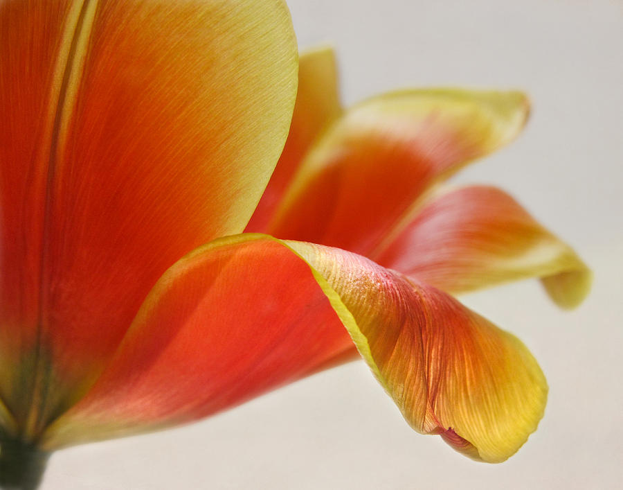 The Grace of a Tulip Petal Photograph by David and Carol Kelly