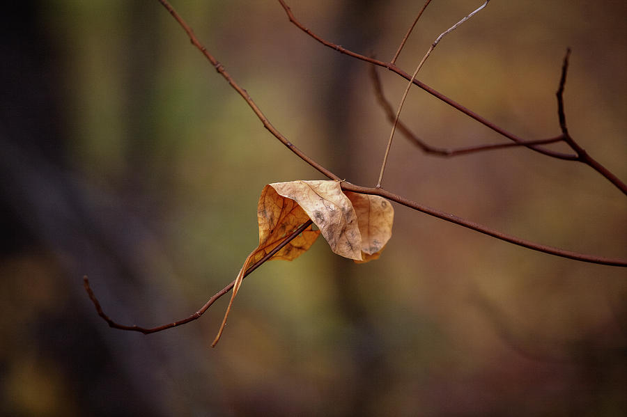 The Grace of Fall Photograph by Steve Gravano