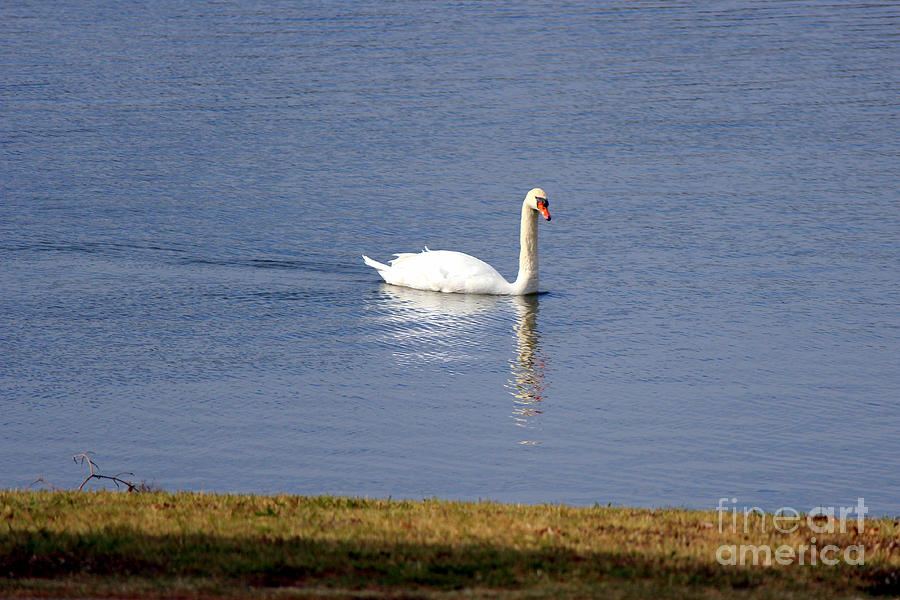 The Graceful Swan Photograph by Kathy  White
