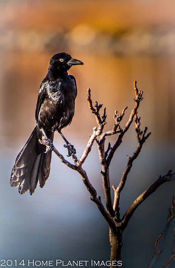 The Grackle Photograph by Janis Knight