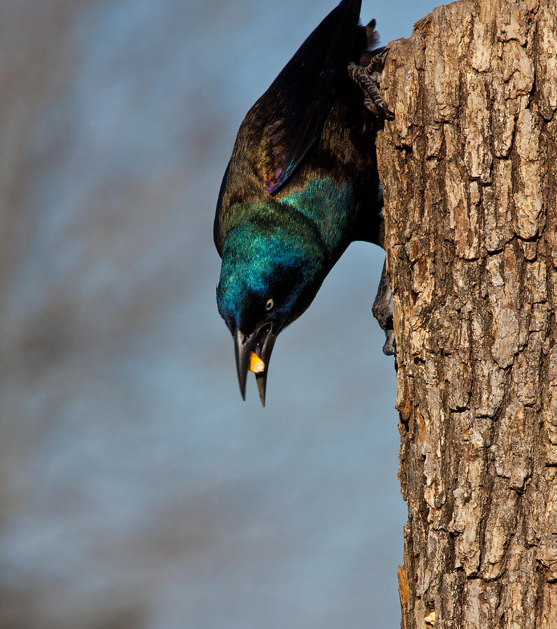 Bird Photograph - The Grackle by Mark Alder
