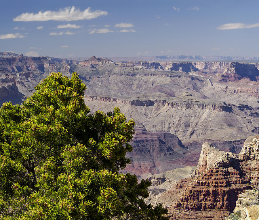 The Grand Canyon Photograph by Marianne Campolongo