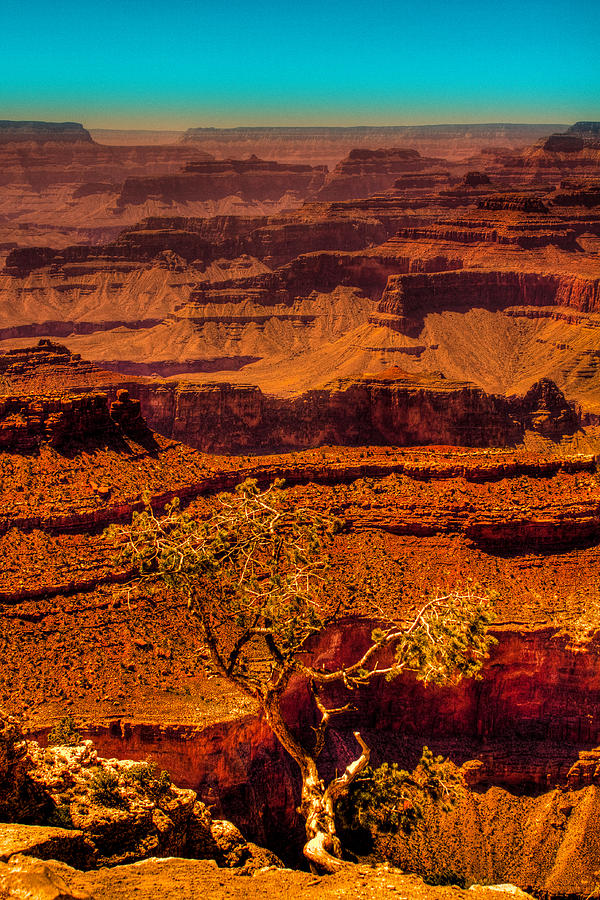 The Grand Canyon X Photograph by David Patterson