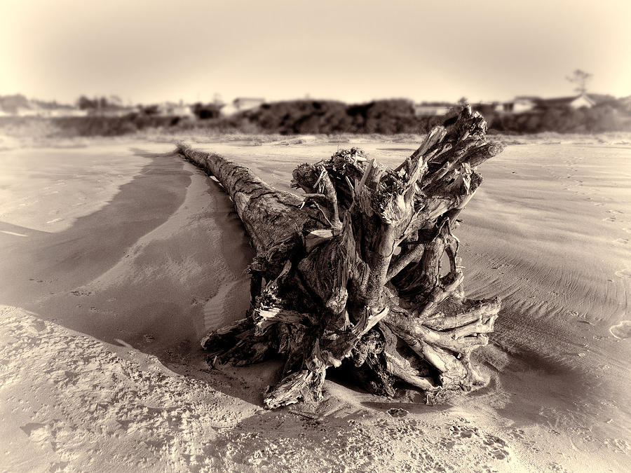 The Granddaddy of Driftwood Photograph by HW Kateley