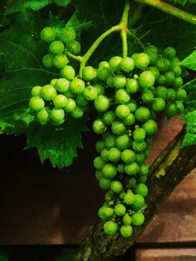 Grape Photograph - The Grape Vine by Steve Taylor
