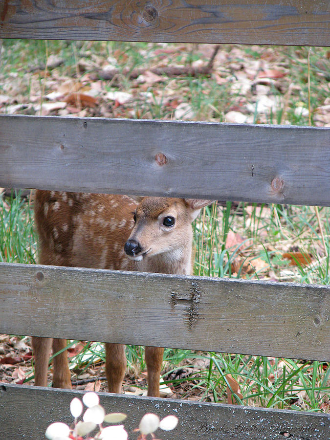 The  Grass is Always Greener - Fawn at the Fence - Wildlife Photography - Deer Photograph by Brooks Garten Hauschild