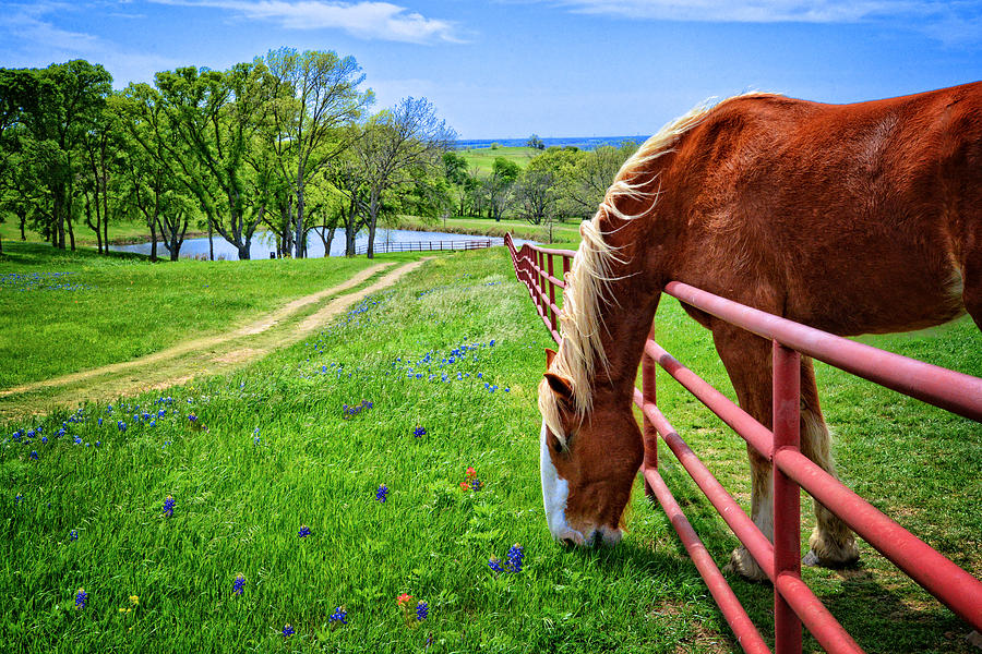 Spring Photograph - The Grass is Always Greener... by Lynn Bauer