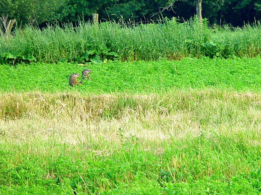 Grass Is Greener On The Other Side Of The Fence Photograph By