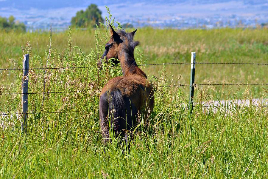 Horse Photograph - The Grass is Greener by Tory Stephens