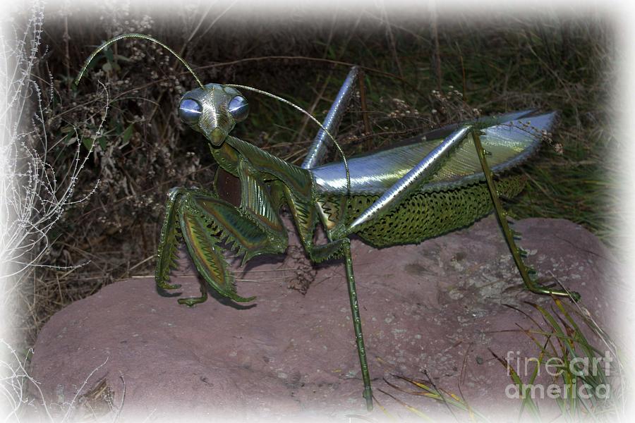 The Grasshopper Photograph by Sandra Clark