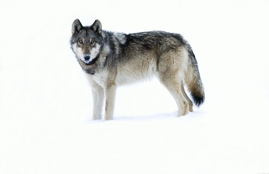 Yellowstone National Park Photograph - The Gray Wolf by Deby Dixon