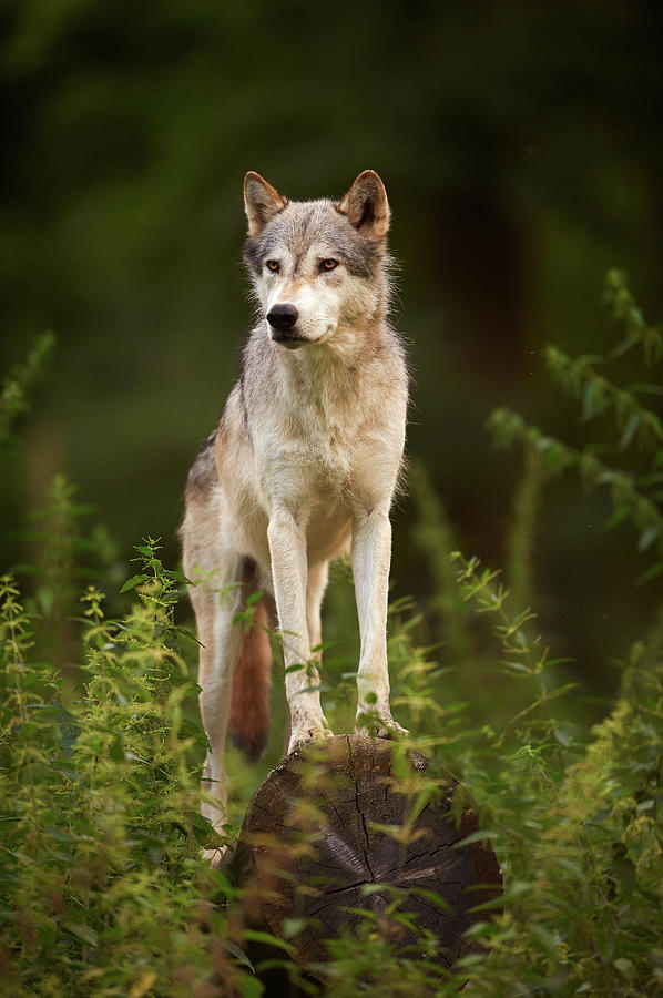 The Gray Wolf Or Grey Wolf Canis Lupus by Ben Queenborough