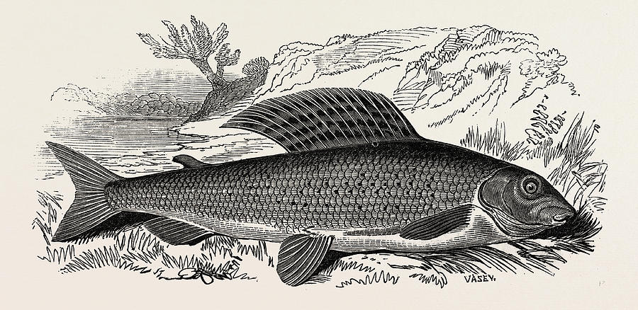 The Grayling Drawing by English School - Fine Art America