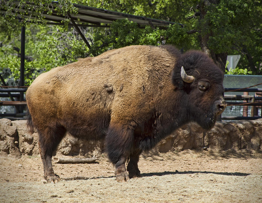 The Great American Buffalo - Bison Photograph by Kathy Clark