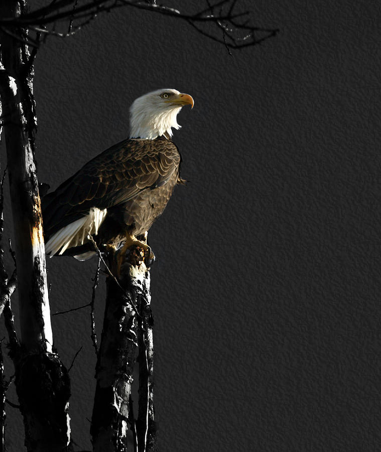 The Great Bald Eagle 1  Photograph by Thomas Young