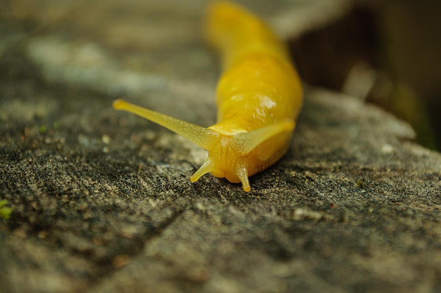Slug Photograph - The Great Banana Slug by Tikvahs Hope