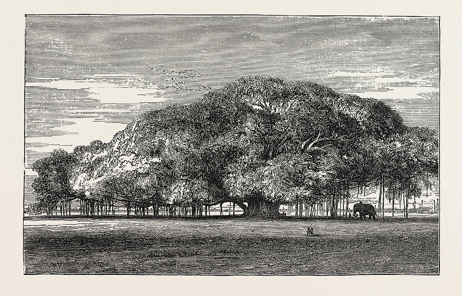 banyan tree sketch