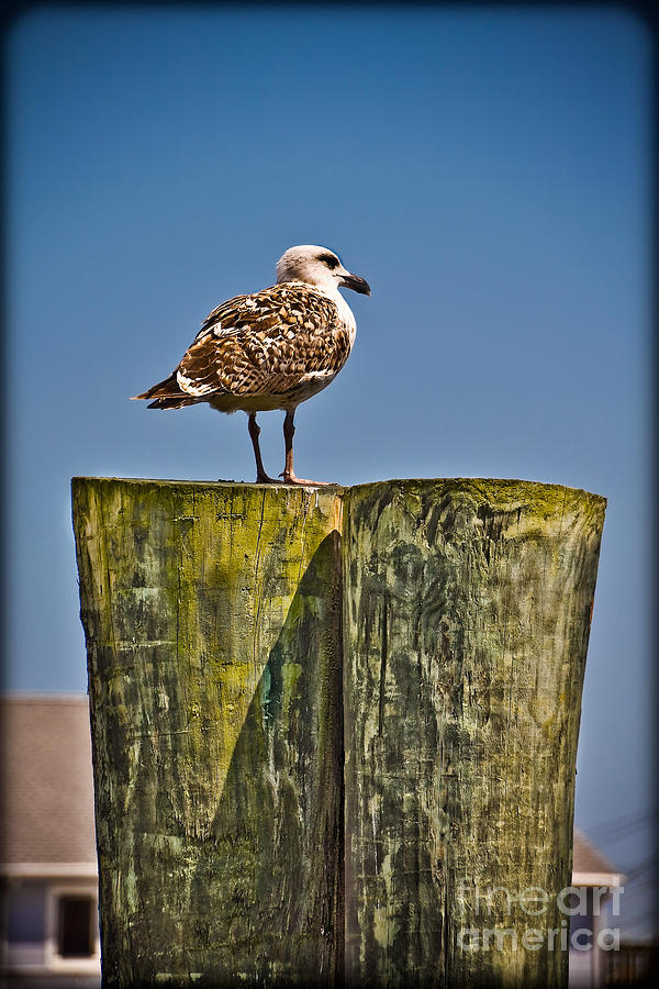 The Great Black-Backed Gull Photograph by Gary Keesler