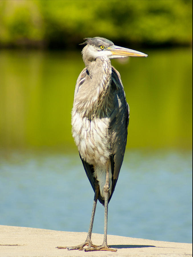 Great Blue Heron Photograph - The Great Blue by M Three Photos