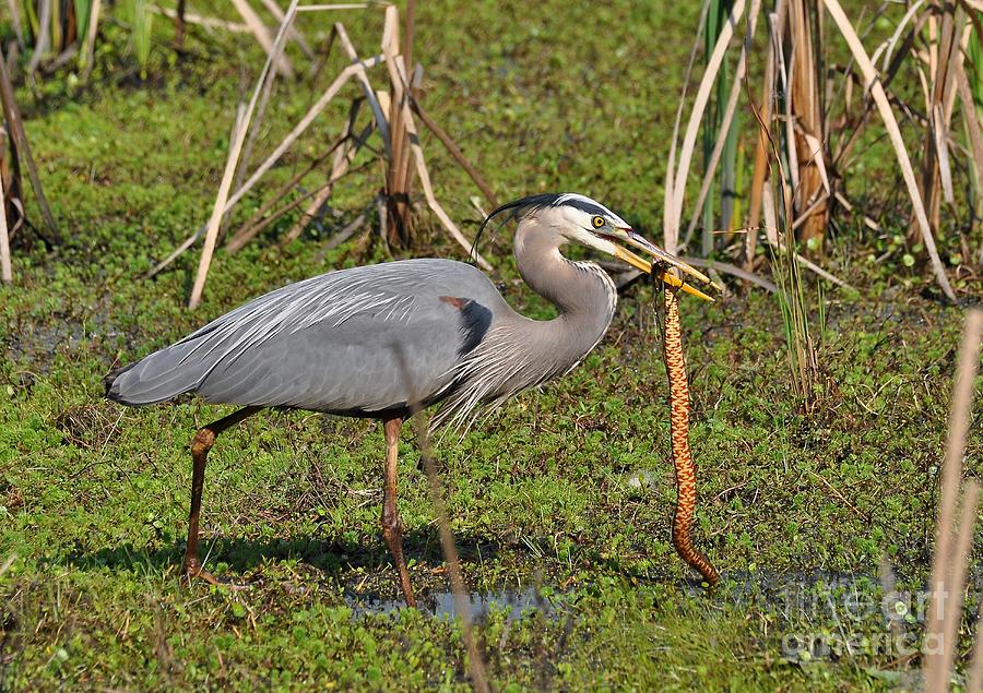 The Great Blue Heron And The Banded Water Snake Photograph by Kathy Baccari