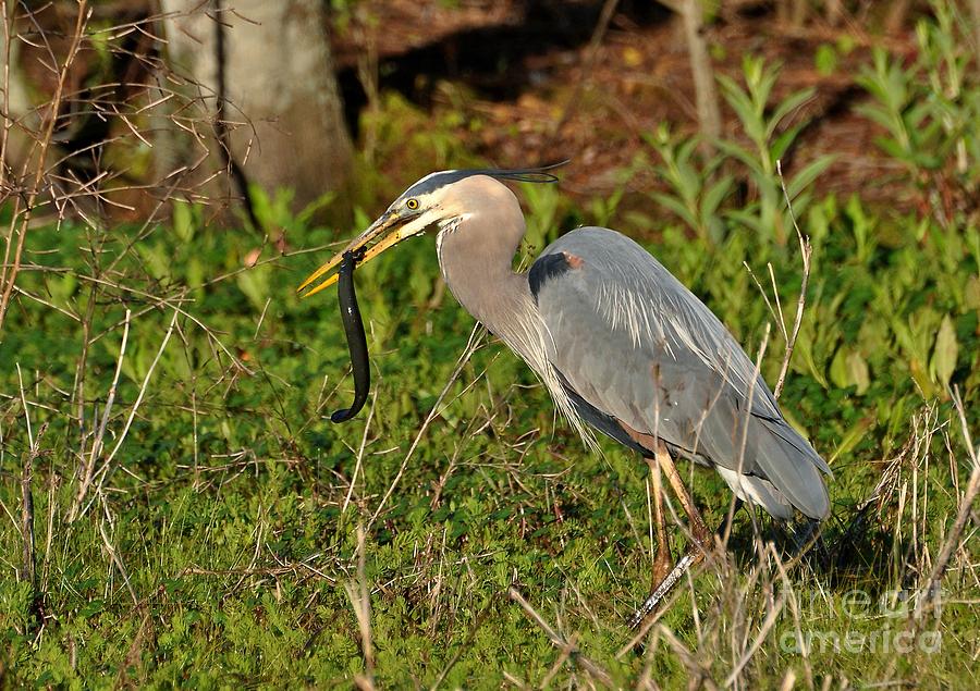 The Great Blue Heron And The Freshwater Eel Photograph by Kathy Baccari