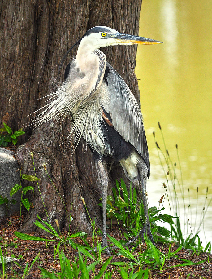 The Great Blue Heron Photograph by Donnie Smith - Fine Art America